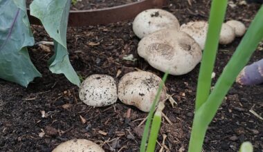 Champignons im Hochbeet?