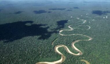 Amazon rainforest