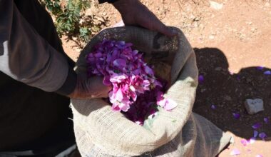 Syria's Damask rose wilts under climate stress, farmers cling to heritage-Xinhua