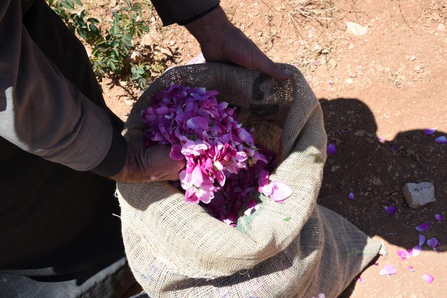 Syria's Damask rose wilts under climate stress, farmers cling to heritage-Xinhua