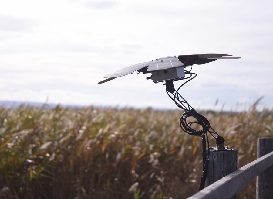 Smart tech aids bird conservation in Austria's national park-Xinhua