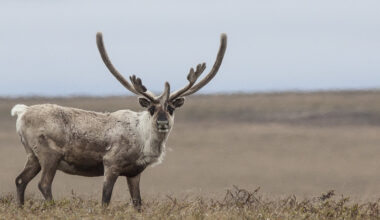 More Reaction From Alaska As Potus Seeks To Drill On Federal Arctic Lands
