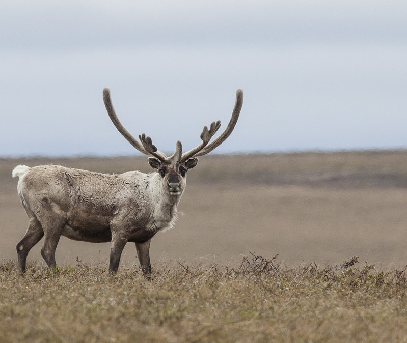 More Reaction From Alaska As Potus Seeks To Drill On Federal Arctic Lands