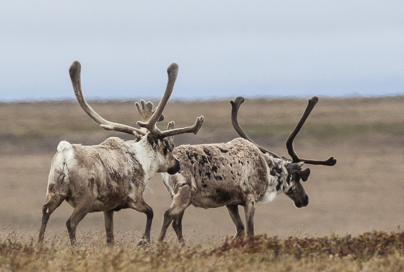 POTUS Officials Visit Arctic Drilling Site As Restrictions Could Be Lifted