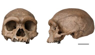 Science recap: This week’s discoveries include new clues from the fossil skull of a mysterious human species