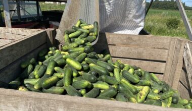 Estonia's crops struggling amid summer rainfall | News