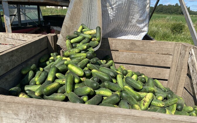 Estonia's crops struggling amid summer rainfall | News
