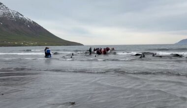 Dozens of pilot whales stranded in Ólafsfjörður