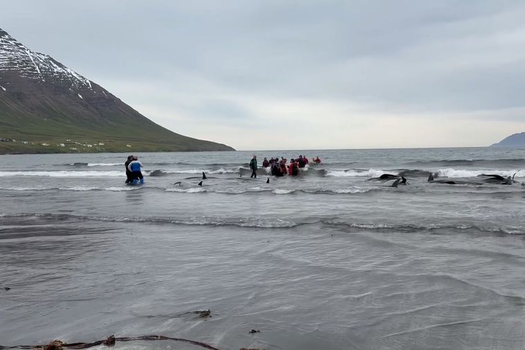 Dozens of pilot whales stranded in Ólafsfjörður