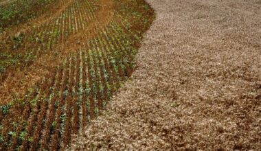 'Amber waves of grain' recede in America's heartland as wheat farmers struggle