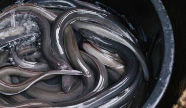Japan Opposes Eel Trade Regulation