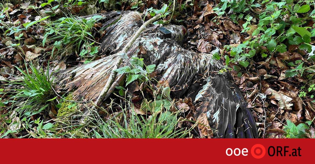 Zwei Rotmilane in OÖ vergiftet