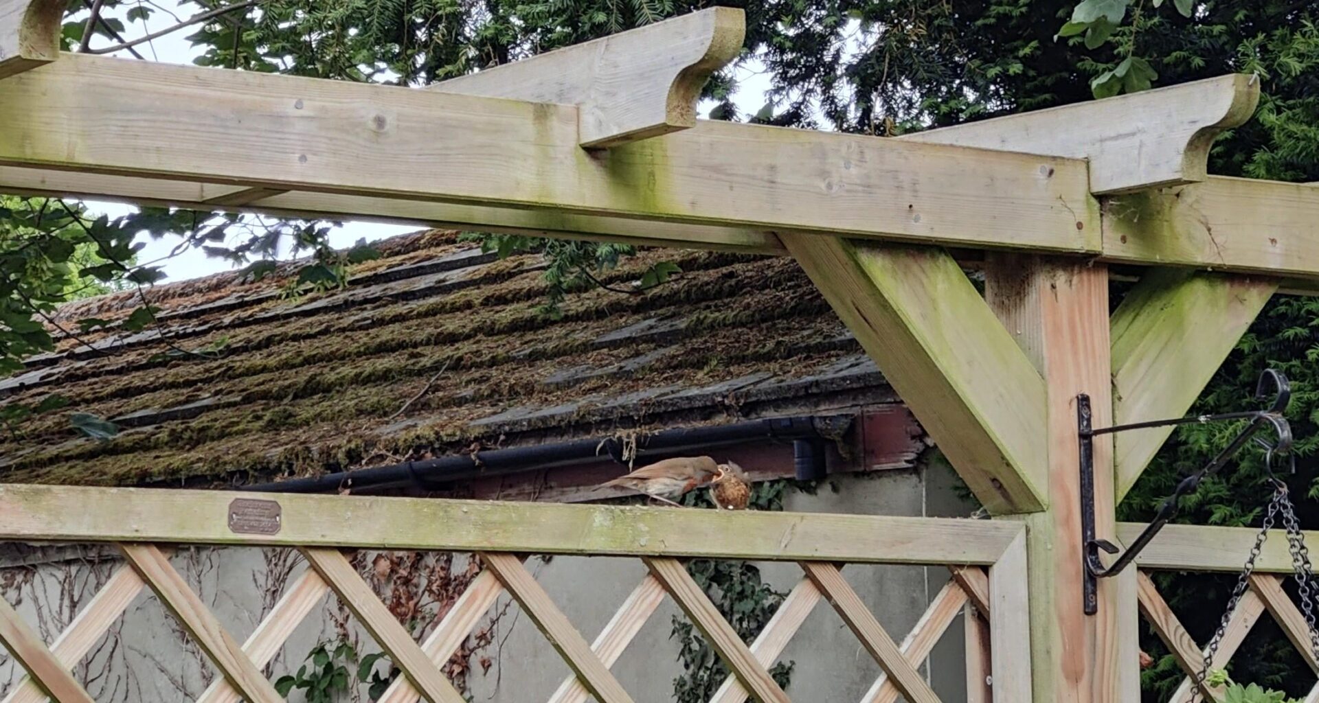 Baby Robin being fed in my garden