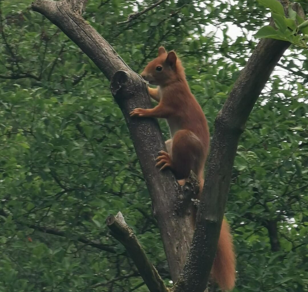 Eichhörnchen