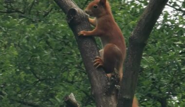 Eichhörnchen