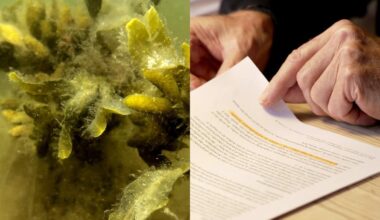 Afsløring: Embedsmænd har i 14 år advaret om, at Miljøministeriet skjuler forurening af havet