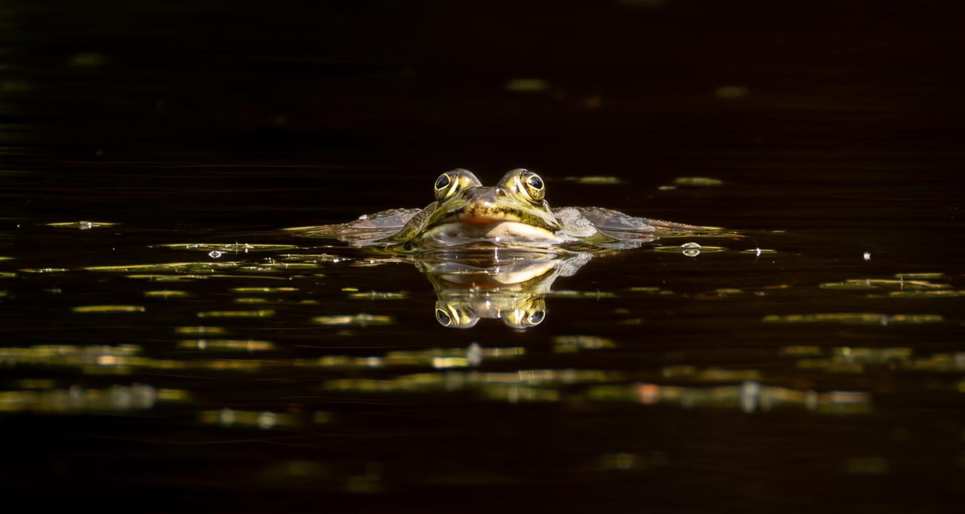 Frosch.