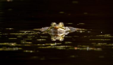 Frosch.