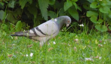Felsentaube auf der Wiese