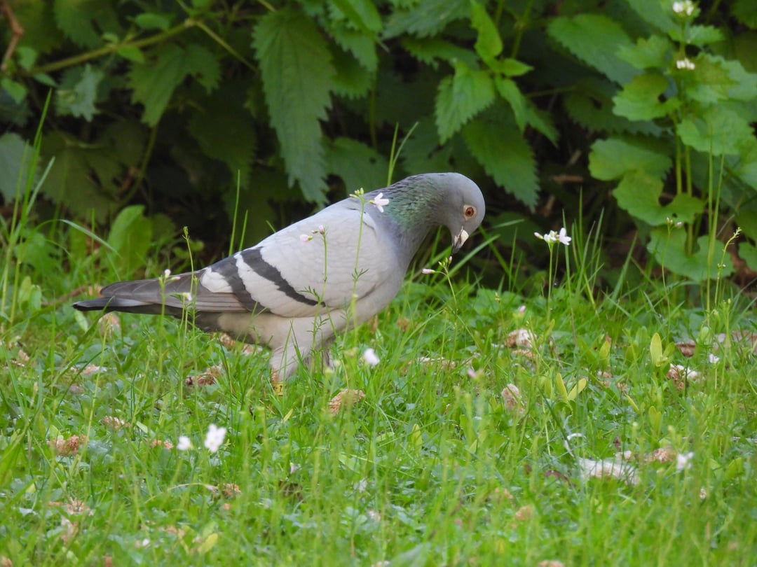 Felsentaube auf der Wiese