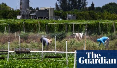 Trump orders Ice raids on farms and hotels after pausing them days earlier | US immigration