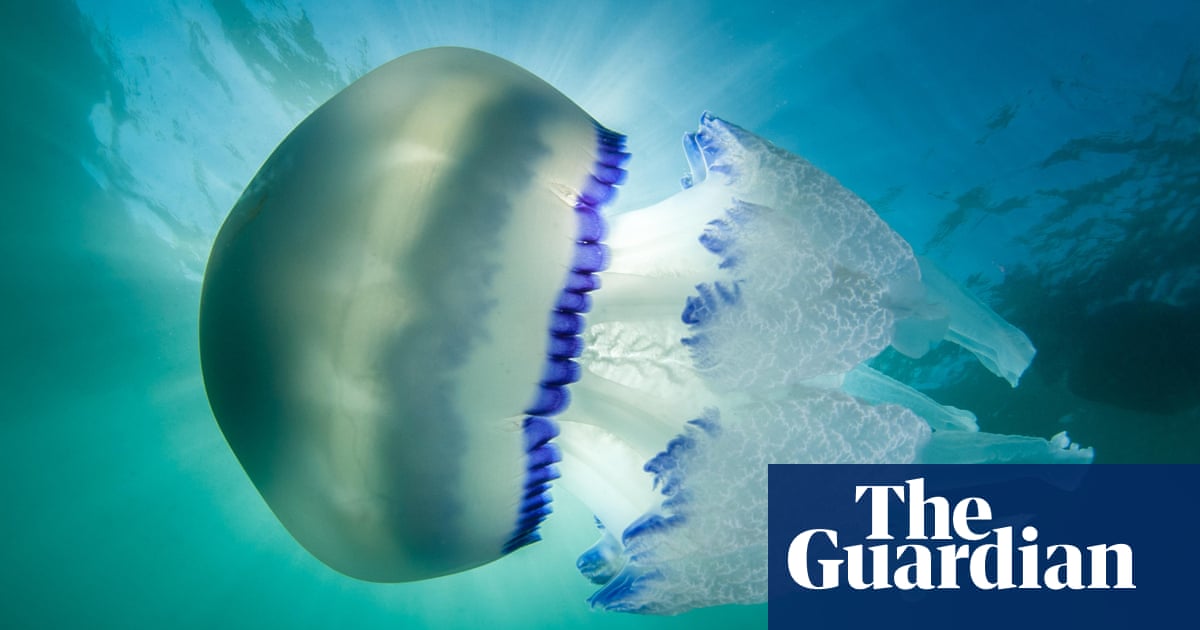 Into the photic zone: does a darkening ocean threaten marine life? – podcast | Science