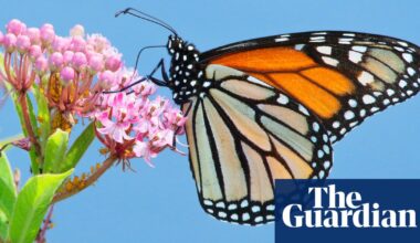 The incredible world of animal medicine – podcast | Science