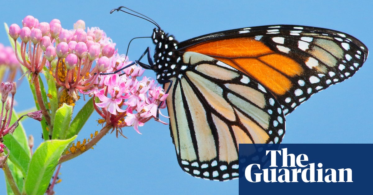 The incredible world of animal medicine – podcast | Science