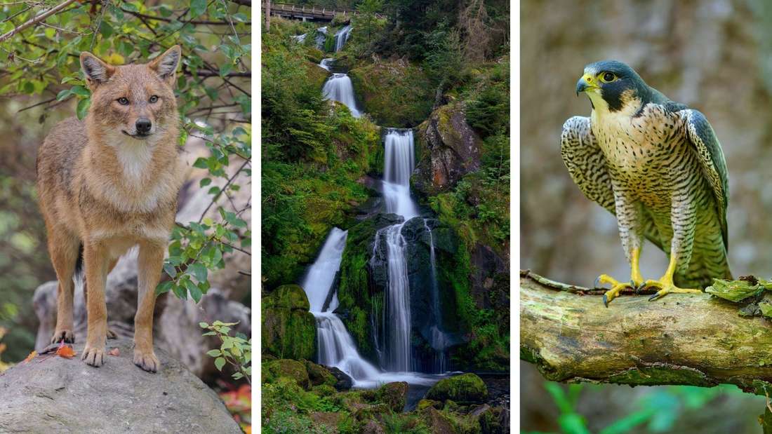 Ein Goldschakal, die Triberger Wasserfälle und ein Wanderfalke.