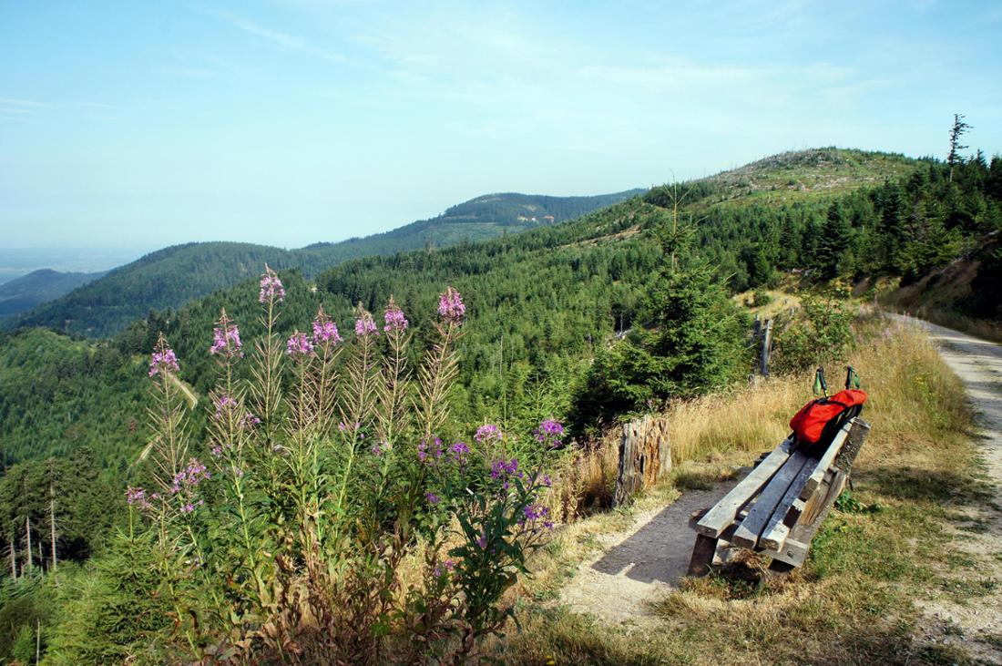 Eine Bank zur Rast auf dem Westweg im Schwarzwald
