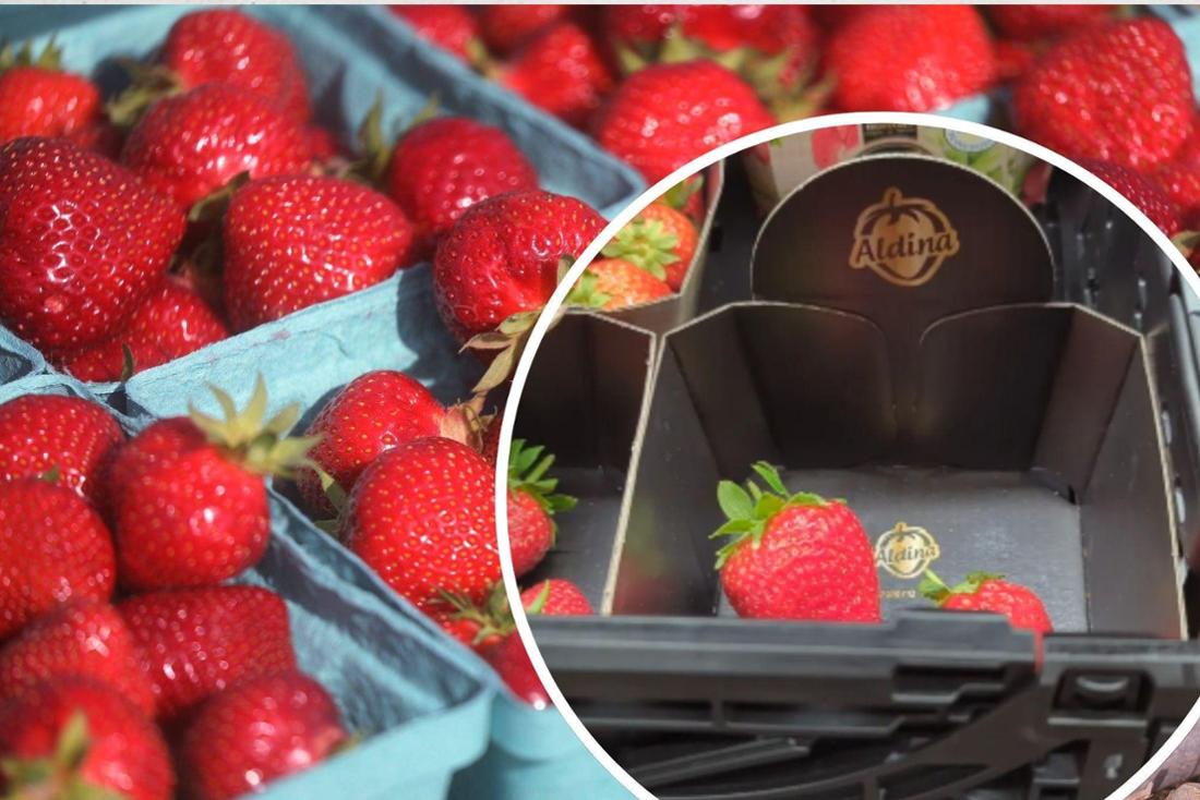 Rote Erdbeeren in der Schale. Leere Erdbeerschale im Supermarkt.
