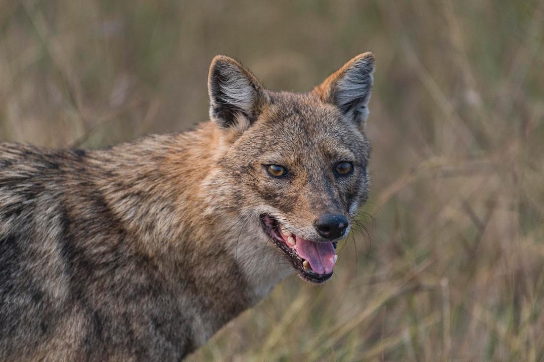Der Goldschakal gehört laut NABU zur Familie der Hunde und ist eng mit dem Wolf verwandt.
