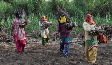 Shocking report: wombs of 843 sugarcane labourers forcibly removed in maharashtras beed