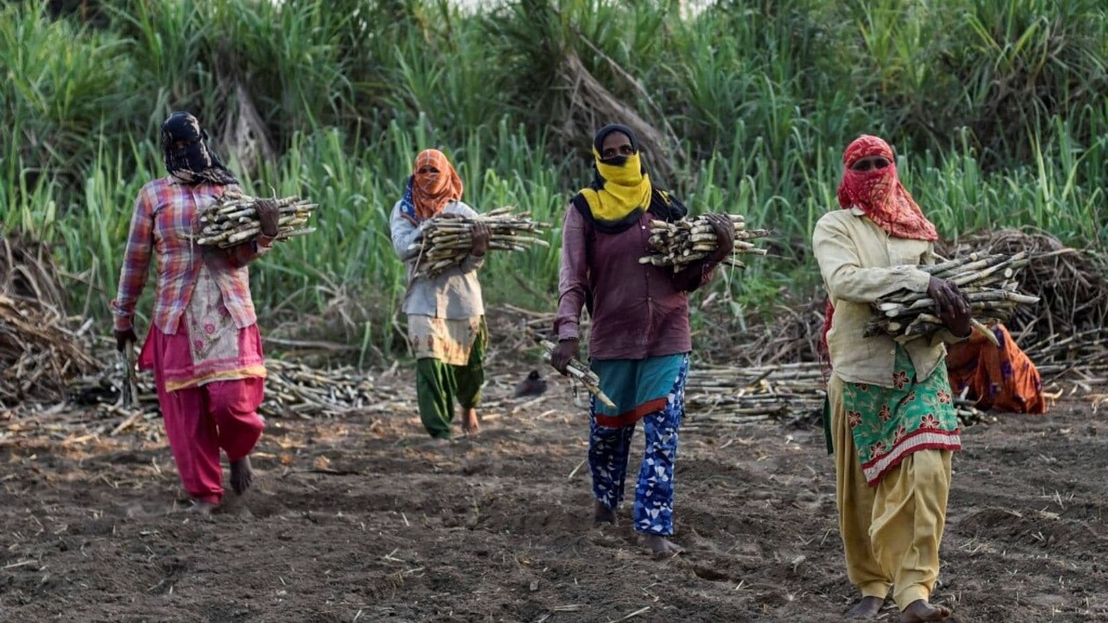 Shocking report: wombs of 843 sugarcane labourers forcibly removed in maharashtras beed