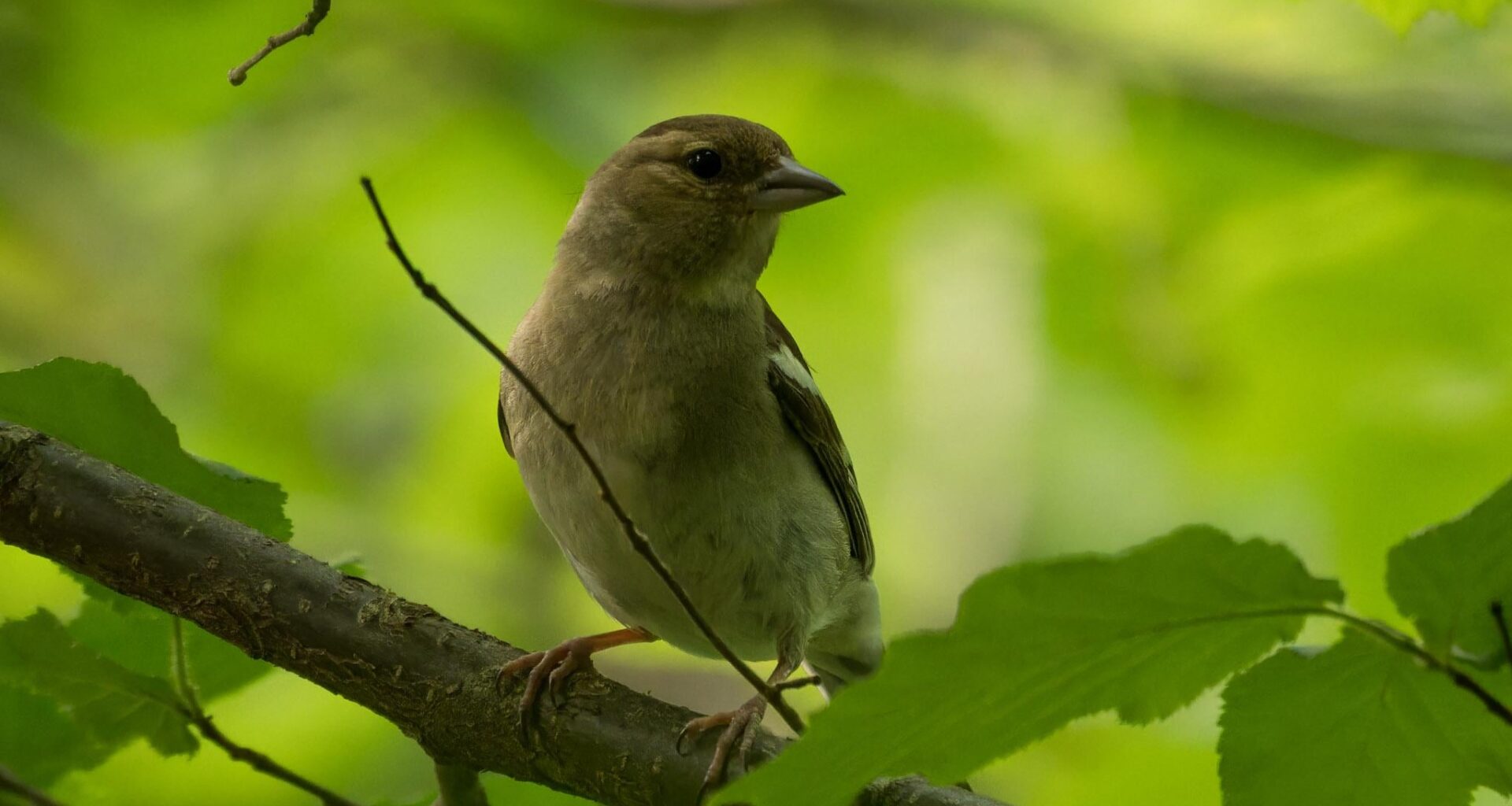 Buchfink (weibchen)