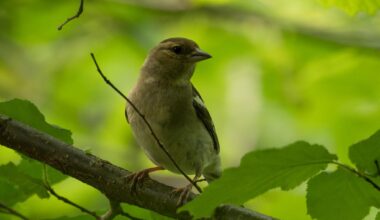 Buchfink (weibchen)