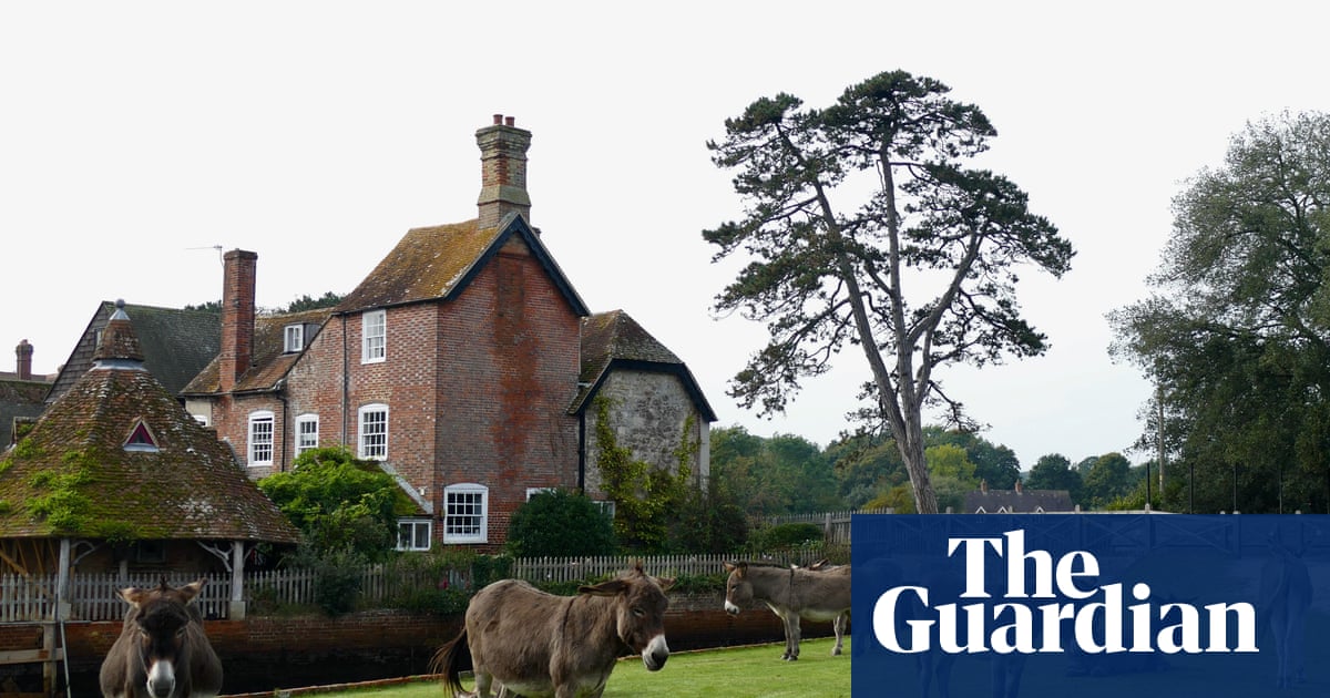 ‘They had a feast’: New Forest donkeys spark backlash after raiding new food waste bins | Hampshire