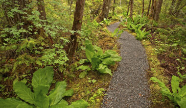 Potus Wants To Remove Roadless Rule Protections For Tongass, Other National Forests (Updating)
