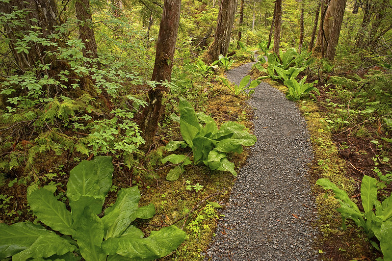 Potus Wants To Remove Roadless Rule Protections For Tongass, Other National Forests (Updating)