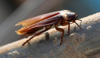 Amerikanische Großschabe in Italien: Riesenkakerlaken tyrannisieren Rom | Sie können fliegen, übertragen Krankheiten und vermehren sich schnell: Ausgerechnet zum Ferienbeginn sucht eine Kakerlaken-Plage Italien heim. Touristen wie Einheimische sind entsetzt.