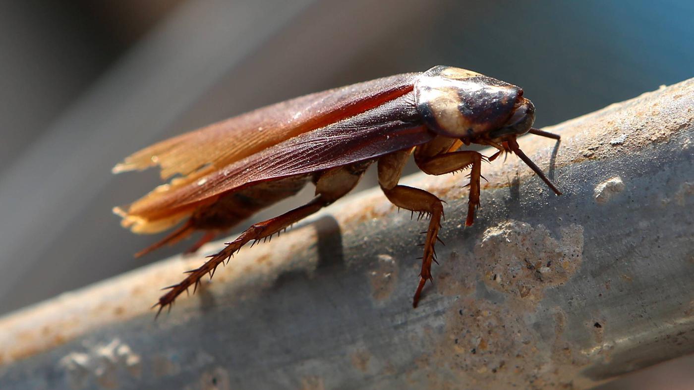 Amerikanische Großschabe in Italien: Riesenkakerlaken tyrannisieren Rom | Sie können fliegen, übertragen Krankheiten und vermehren sich schnell: Ausgerechnet zum Ferienbeginn sucht eine Kakerlaken-Plage Italien heim. Touristen wie Einheimische sind entsetzt.