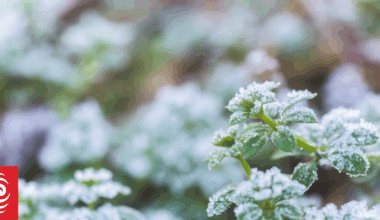 Freezing morning for some in the South Island with temperatures below zero