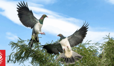 Annual New Zealand Garden Bird Survey begins