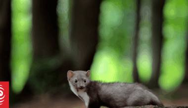 Bodies of four weasels found inside Zealandia eco-sanctuary