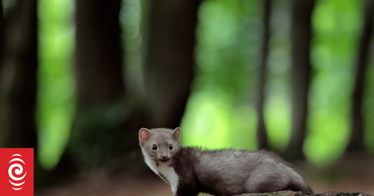 Bodies of four weasels found inside Zealandia eco-sanctuary