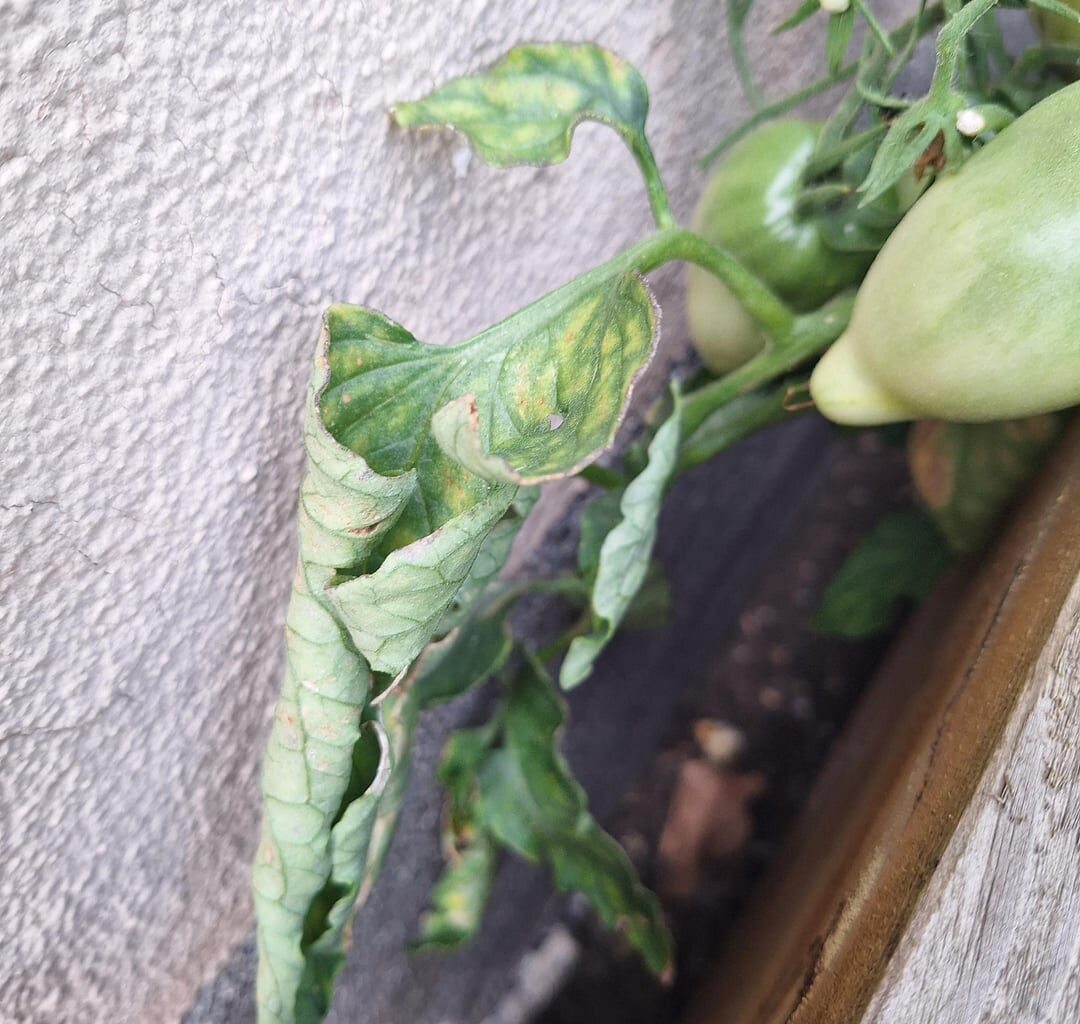Was fehlt den Tomaten?