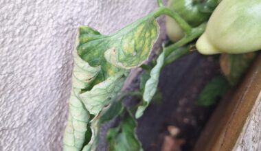 Was fehlt den Tomaten?