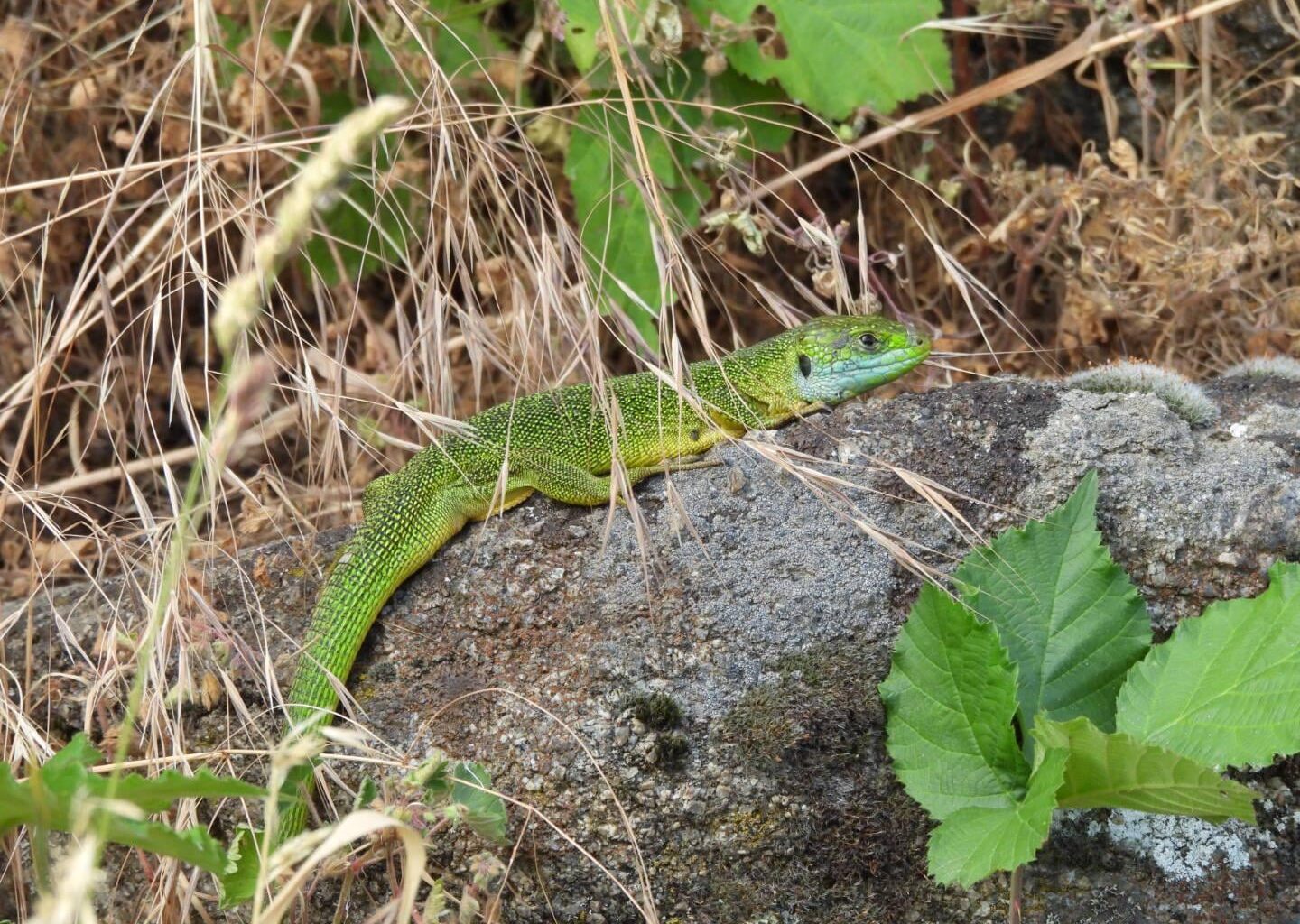 Beim Urlaub im Elsass gesehen