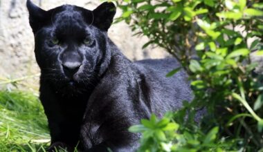 A meme about the black panther in Shumen spread on Bulgarian social media accounts