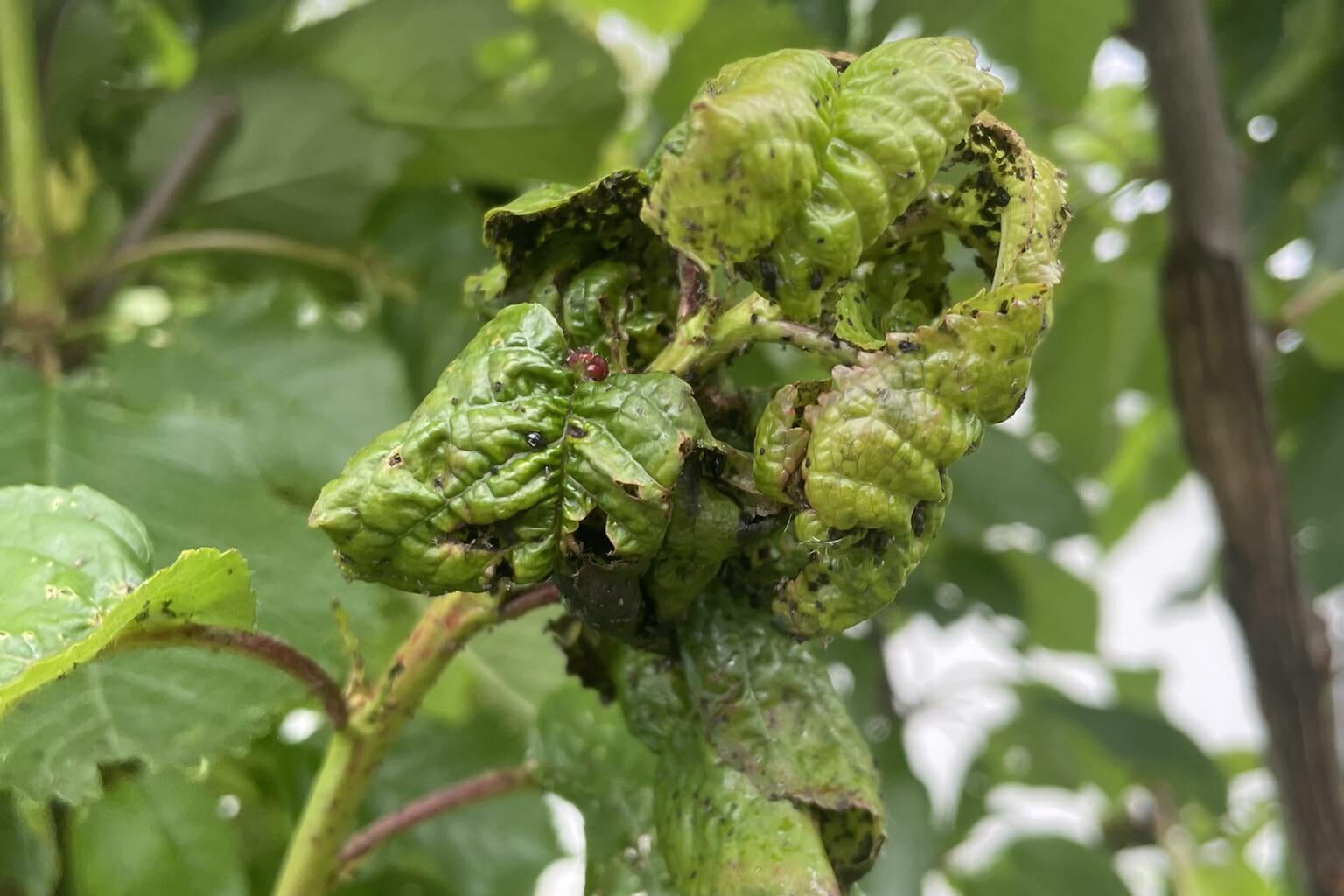 An was leidet mein Kirschbaum hier?